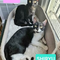 SAORI ET SHIRYU, chatte à adopter