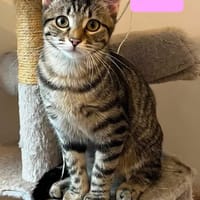 UNO, chatte à adopter