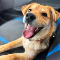 Oscar -Kleiner Kämpfer sucht großes Glück, Hund zur Adoption