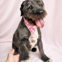 Camilia -Sanfte Hundedame sucht einfühlsame Menschen!, Hündin zur Adoption