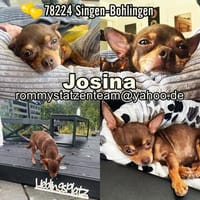 Josina ist eine gute Schülerin, Hündin zur Adoption