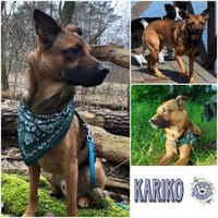 KARIKO * sensibler Charakterhund, Hund zur Adoption