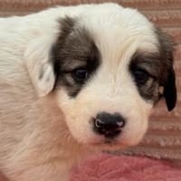 Welpe Panny sucht ihre Menschen, Hündin zur Adoption