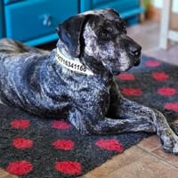 OLIVIA IST IN DER PFLEGESTELLE ANGEKOMMEN, Hündin zur Adoption