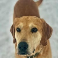 PLUTO - freundlich und gutmütig, Hund zur Adoption