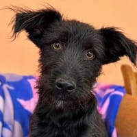 Elara sucht ihre Familie, Hündin zur Adoption