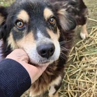 Paulchen sucht seinen Altersruhesitz, Hund zur Adoption