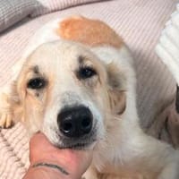 Lady sucht ihr für immer Zuhause ❤, Hündin zur Adoption