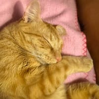 Rouge wünscht sich liebevolles Zuhause, Kater zur Adoption