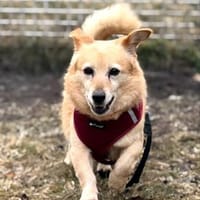 Kleiner Noah sucht liebevolles Zuhause, Hund zur Adoption