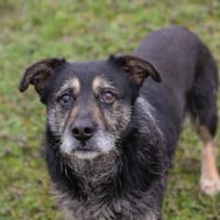 MAGELAN  Ruhiger Herzenshund sucht sein Für-immer-Zuhause, Hund zur Adoption