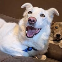 JASHA ist ein freundlicher und großer Schatz!, Hund zur Adoption