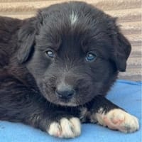 Welpe Gunny sucht seine Menschen, Hund zur Adoption