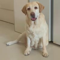 Lena hat schon viel mit machen müssen, Hündin zur Adoption