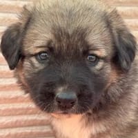 Welpe Erna sucht ihre Menschen, Hündin zur Adoption