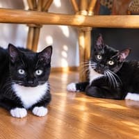 ***ERIN und ELVA - wunderhübsche Mädchen!***, Katze zur Adoption