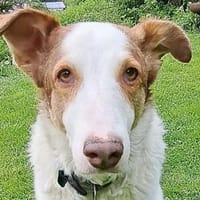 HELEN, lieb und sanft, Hündin zur Adoption