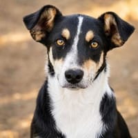 Juna ist bereit für Dich!, Hündin zur Adoption