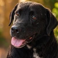 Tarzan sucht sein Für-immer-Zuhause, Hund zur Adoption