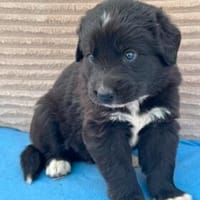 Welpe Fridolin sucht seine Familie, Hund zur Adoption