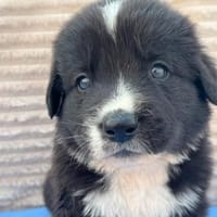 Welpe Henry sucht seine Menschen, Hund zur Adoption