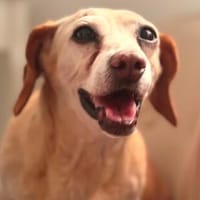 Mou sucht sein Für-immer-Zuhause ❤, Hund zur Adoption