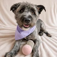 Cody -Sensibler Rüde sucht einfühlsames Zuhause, Hund zur Adoption