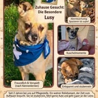 Lusy sucht ihre Menschen, Hündin zur Adoption