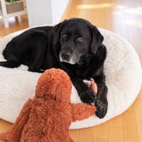 Zenon möchte endlich ankommen, Hund zur Adoption
