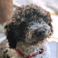 Zuckersuesser LOCCO 2, Hund zur Adoption