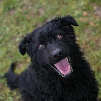 COBY  Neugieriger Junghund sucht aktive Menschen, Hund zur Adoption