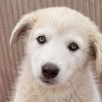 Lulu sucht ihre Menschen mit Heim, Hündin zur Adoption