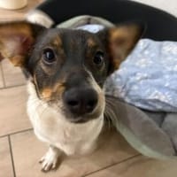 Katzenfreundlicher Welpe Krümel sucht ein aktives Zuhause, Hund zur Adoption