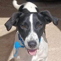 Lazarus sucht humpelnd sein Glück, Hund zur Adoption