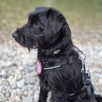 ICH BIN OLE UND VERLIERE MEIN ZUHAUSE, Hund zur Adoption