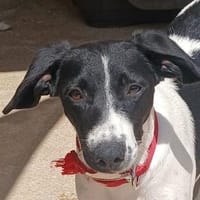Eliza verspielt und freundlich, Hündin zur Adoption