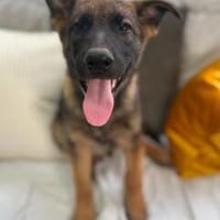 Welpe Kaos - sucht seinen Menschen, Hund zur Adoption