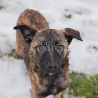 TASHA  Fröhliche junge Hündin sucht ihr Zuhause, Hündin zur Adoption