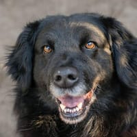 FEDELE  Freundlicher Schatz sucht sein Zuhause, Hund zur Adoption