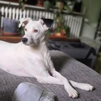 🐾 Lumpi  ein kleiner Gentleman mit großem Herzen ❤, Hund zur Adoption