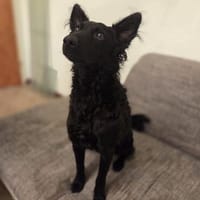 🐾❤ Blacky sucht ihre Menschen! ❤🐾, Hündin zur Adoption