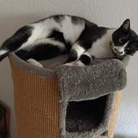 Soul ~ 1 Jahr such sein für immer zuhause, Kater zur Adoption