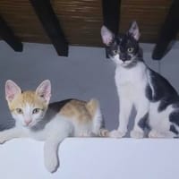 Missy und Molly suchen zu zweit, Katze zur Adoption