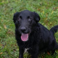 RONNY  Fröhlicher Hundebub sucht seine Familie, Hund zur Adoption