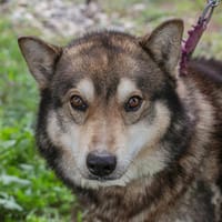 AMBRO  Großer Schmusebär sucht sein Für-immer-Zuhause, Hund zur Adoption