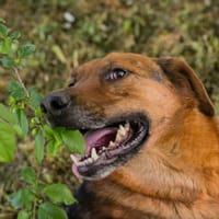 AKASCHA  Herzenshund sucht endlich sein Zuhause, Hund zur Adoption
