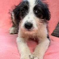 Kelly sucht ihre Menschen, Hündin zur Adoption