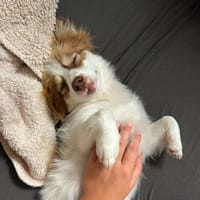 kleine Zaubermaus Foxy sucht ihr Glück, Hündin zur Adoption