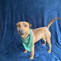 Zerind-Sensibler, freundlicher Rüde, Hund zur Adoption