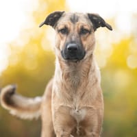 Linus- Junger Rüde sucht seine Für-Immer-Menschen, Hund zur Adoption
